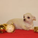 Chihuahua puppy Witte