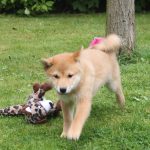 Shiba Inu puppy Sally
