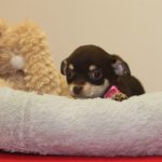 Chihuahua puppy Dora