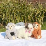 Chihuahua puppy dolly 1250 euro