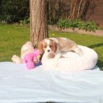 Cavalier King Charles puppy doedels 850 euro