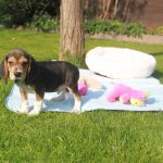 Beagle puppy bobby  950 euro