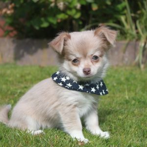 Chihuahua puppy dolly 1250 euro