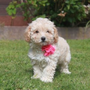 Poedel puppy lilly 1650 euro