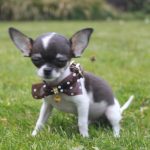 Chihuahua chiot fosnke 1450 euro