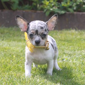Chihuahua puppy spikkel 1250 euro