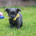 Chihuahua puppy eefje 1350 euro