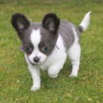 Chihuahua puppy diva 1350 euro