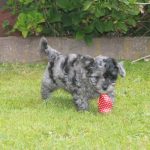 Boomer chiot rocky 1150 euro