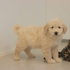  puppy pip (maltipoo) 950 euro