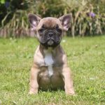 Französische Bulldogge Welpe hazel 1150 euro