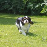 Cavalier King Charles puppy kenny 1150 euro