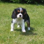 Cavalier King Charles puppy alice 1150 euro