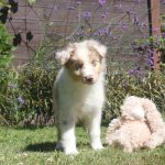 Australische Herder puppy Oscar 950 euro