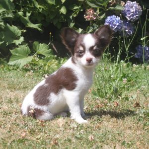 Chihuahua puppy Finn 1250 euro