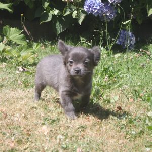 Chihuahua puppy Melvin 1250 euro