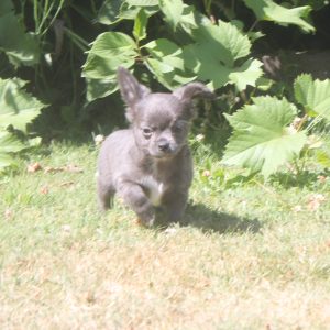 Chihuahua puppy Rex 1250 euro