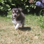Chihuahua puppy Ollie 850 euro