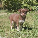Chihuahua puppy Woezel 1250 euro