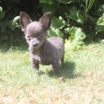 Chihuahua puppy Mila 1250 euro