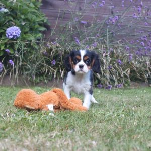 Cavalier King Charles puppy Bailey 1150 euro