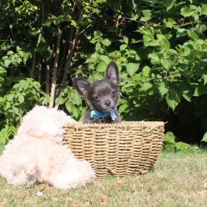 Chihuahua puppy bollie 1250 euro