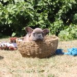 Franse Bulldog puppy nelson 1450 euro