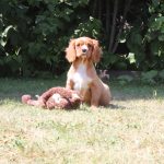 Cavalier King Charles puppy bert 750 euro