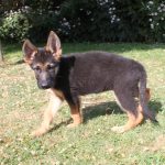 Duitse Herder puppy zeva 950 euro