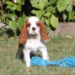 Cavalier King Charles puppy lady 1150 euro