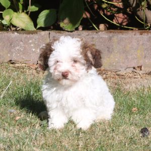 Havanezer puppy olaf 1050 euro