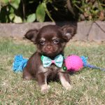 Chihuahua puppy jack1250 euro