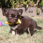 Chihuahua puppy boris 1250 euro