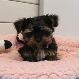 Yorkshire Terrier puppy blacky 1250 euro