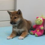 Shiba Inu puppy dalton 1250 euro