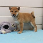 Shiba Inu puppy gipsy 1250 euro