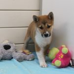 Shiba Inu puppy rasha 1250 euro