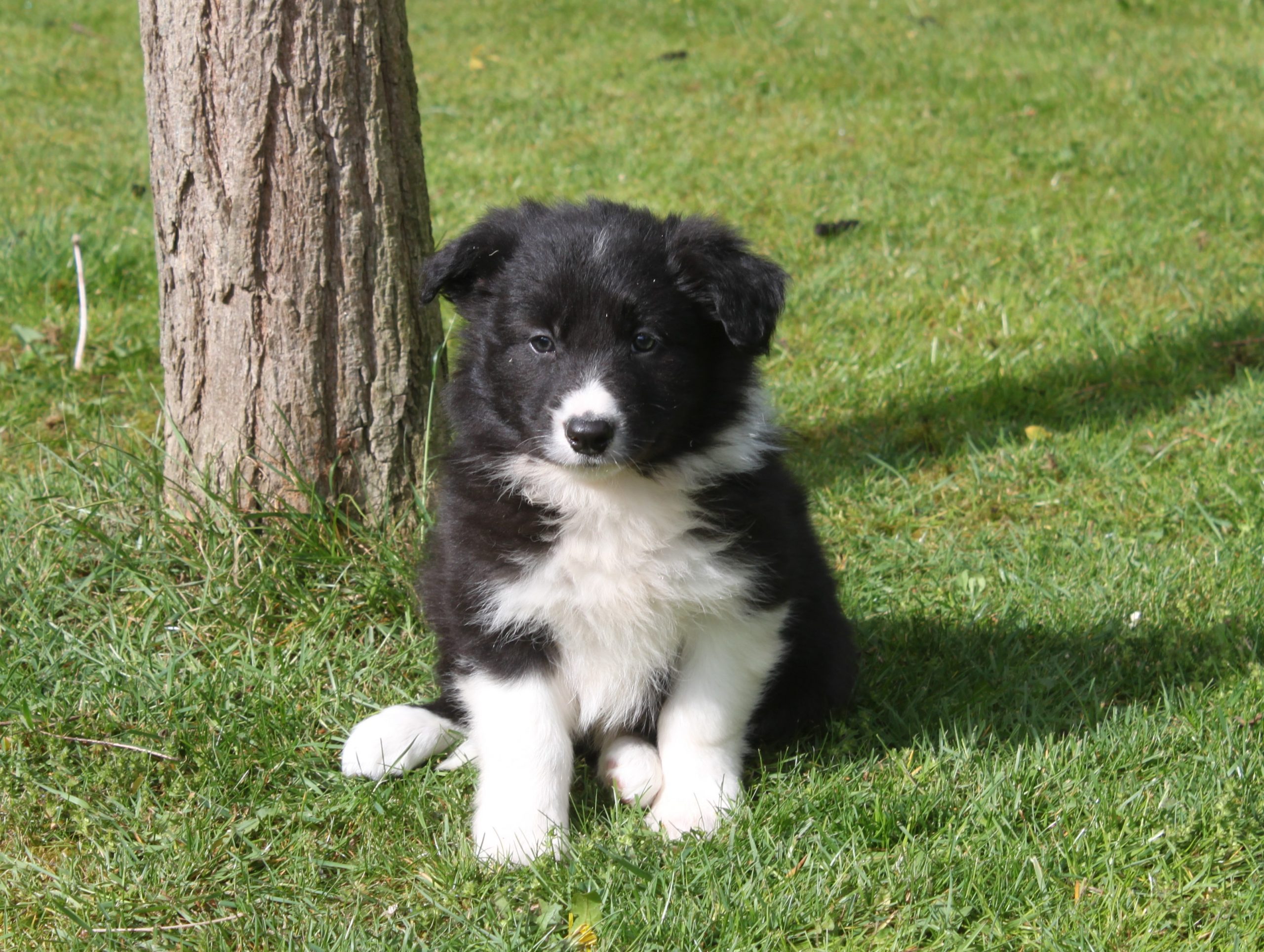 Border Collie Puppy Maurice Happy Doggy