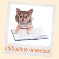 chihuahua opvoeding