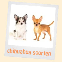 chihuahua soorten