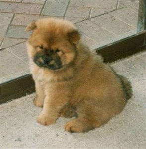 chow chow pup