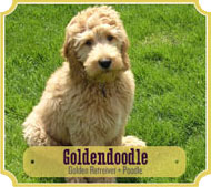 goldendoodle pups
